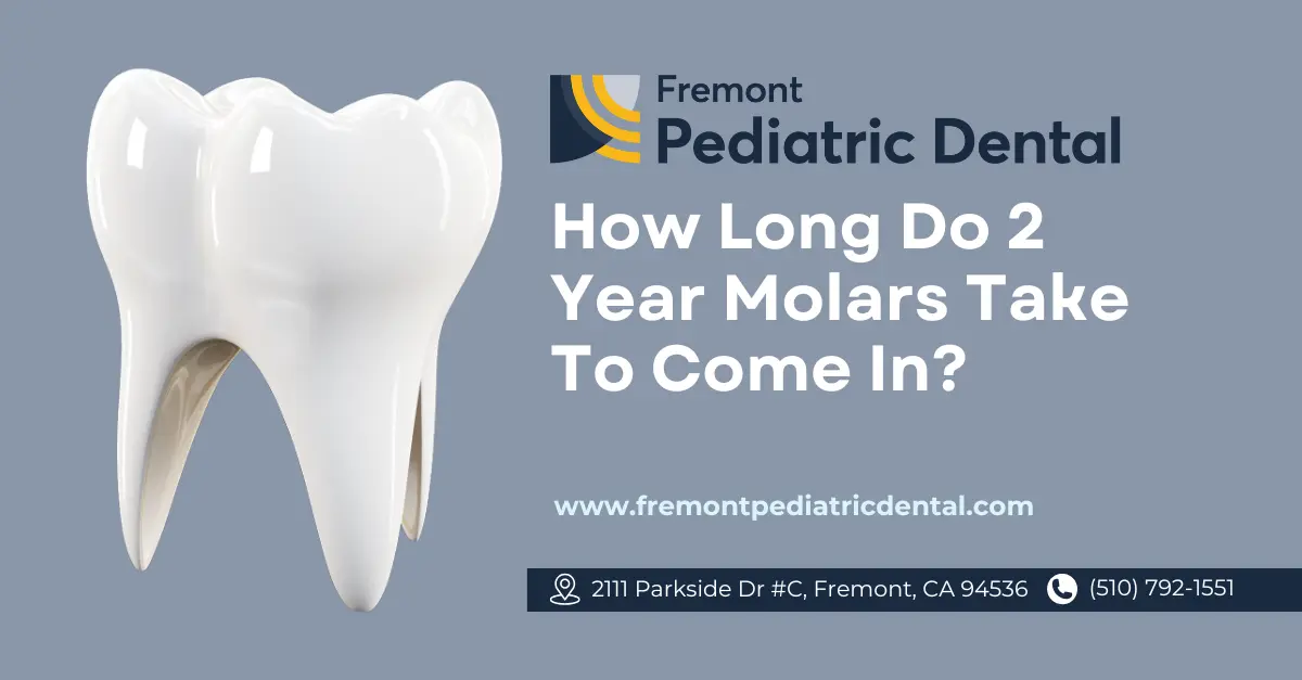 How Long Do 2 Year Molars Take To Come In